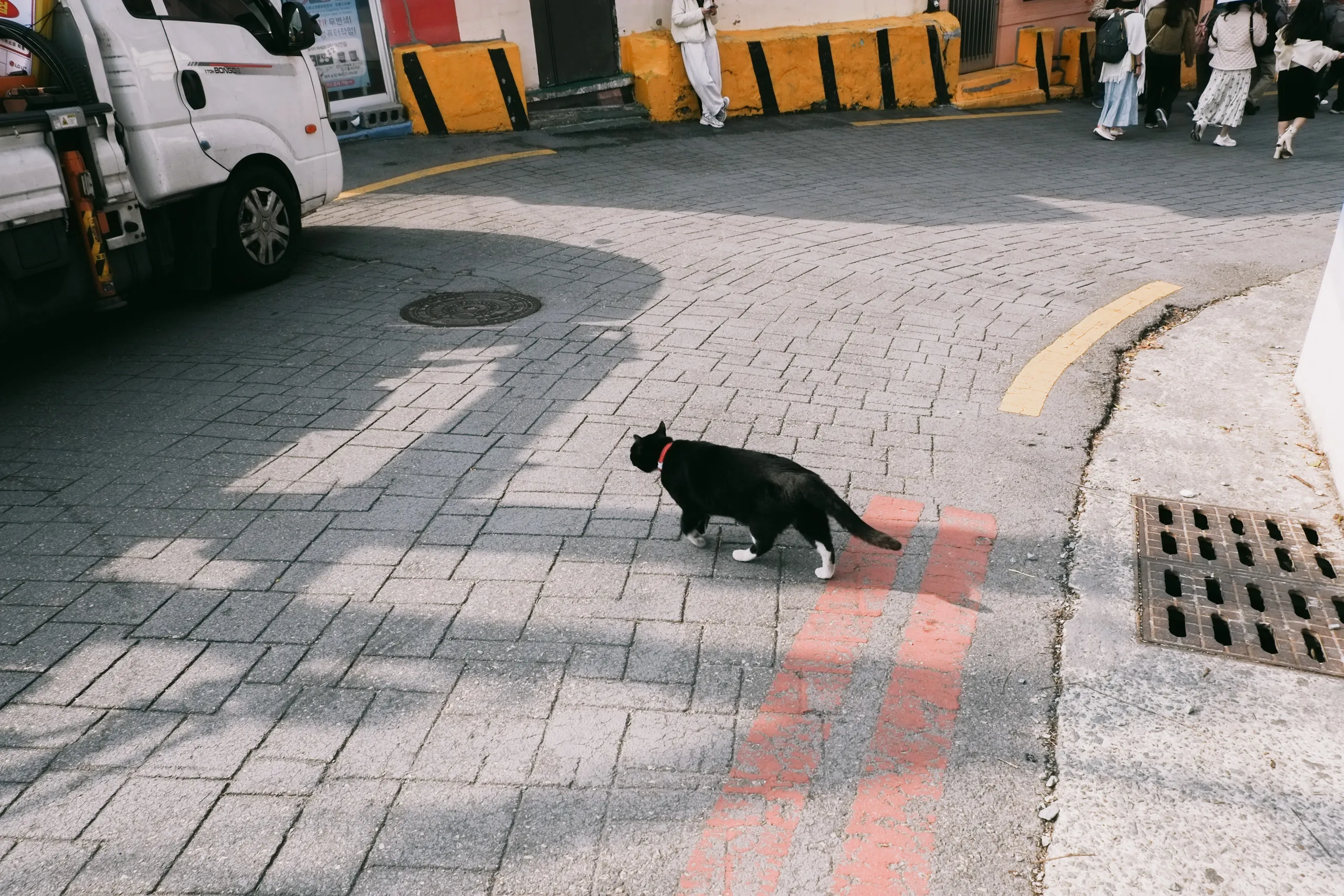 Unexpected cat in Gamcheon Village