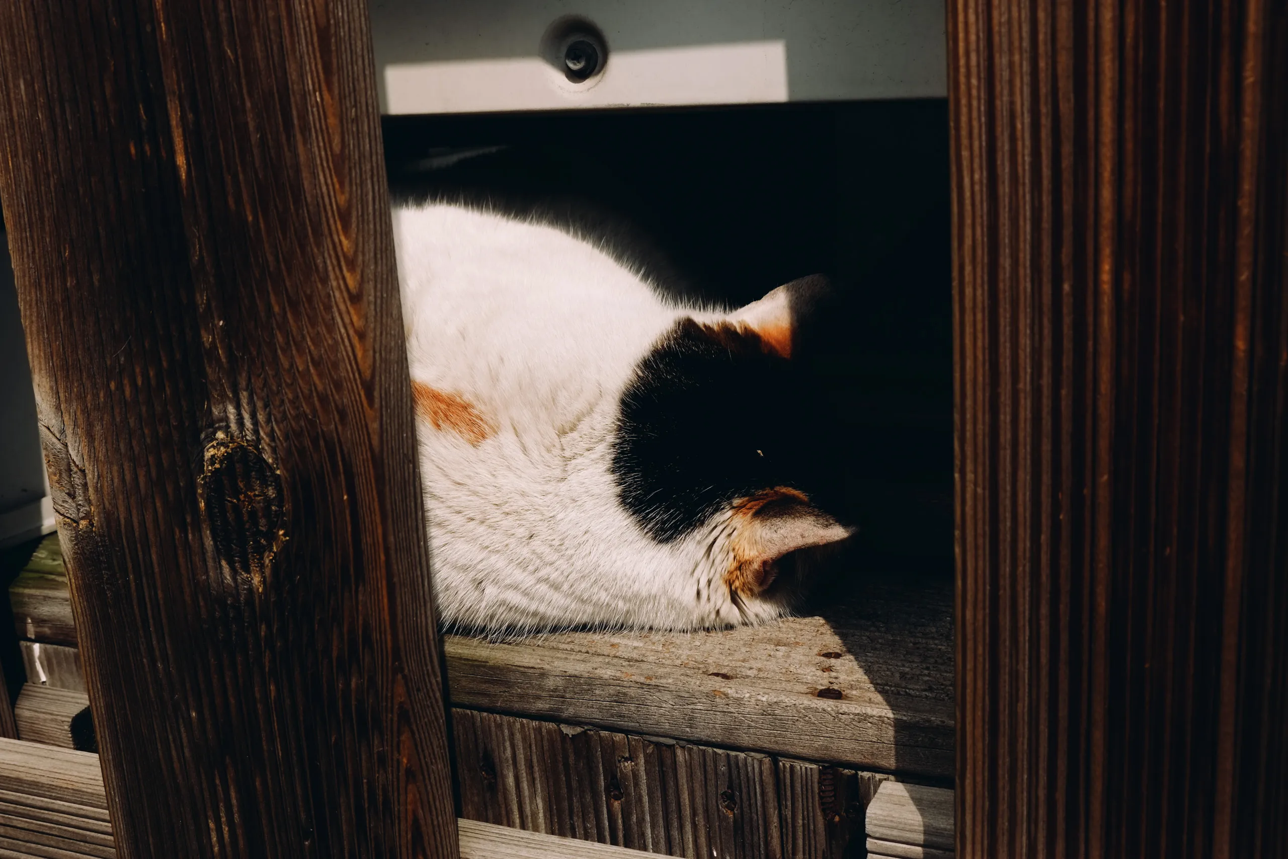 Lovely cat in Gamcheon Village