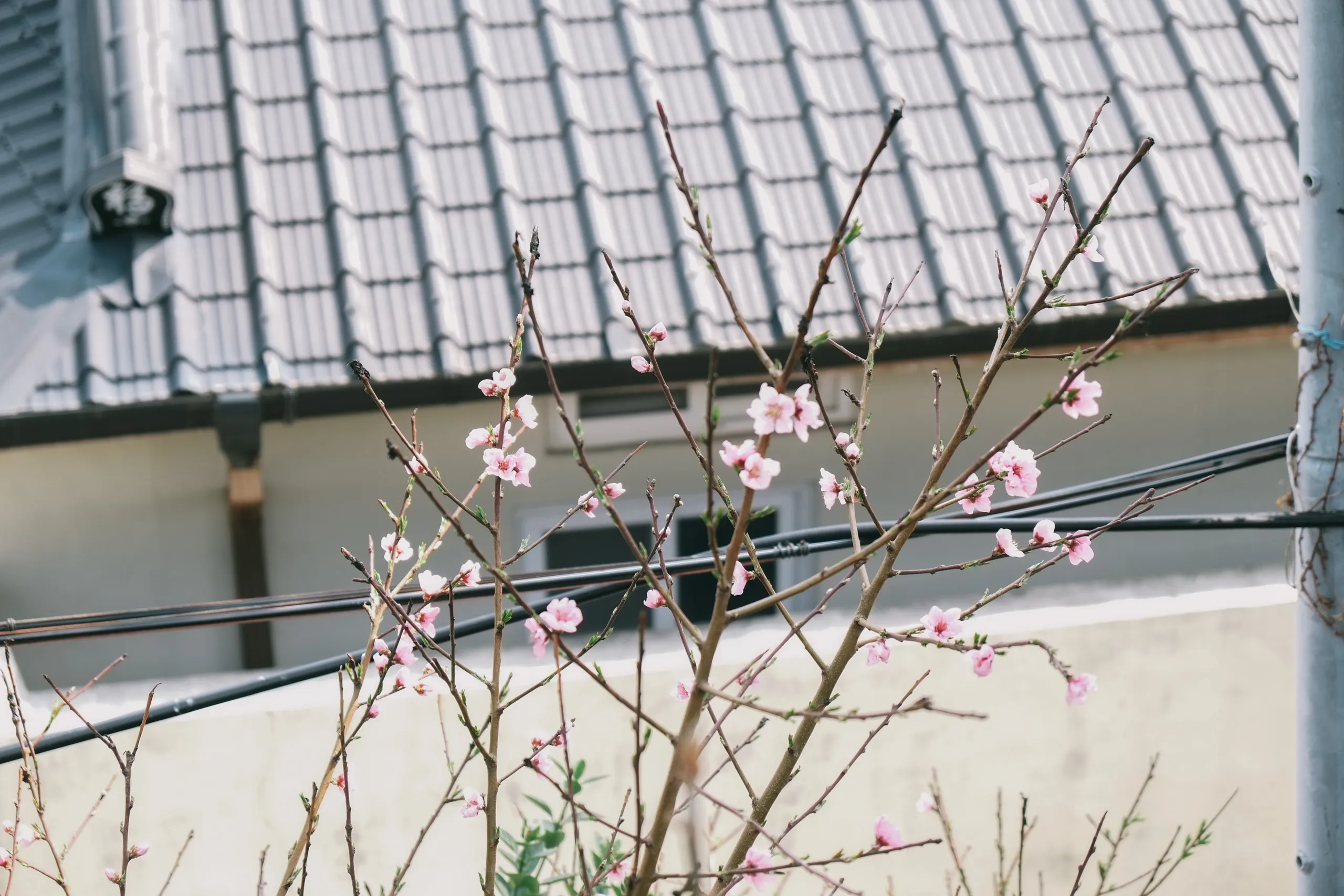cherry blossom