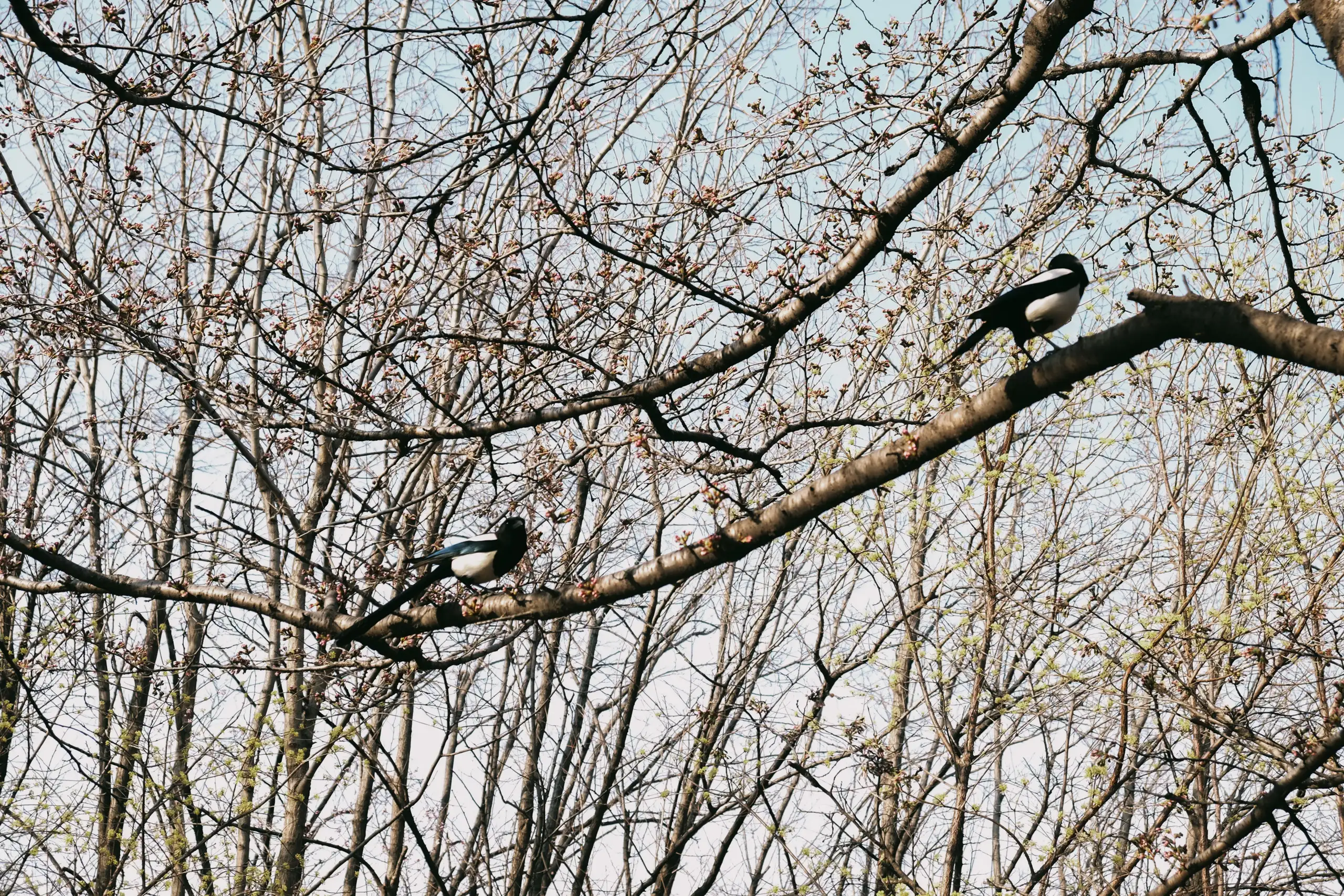 love birds