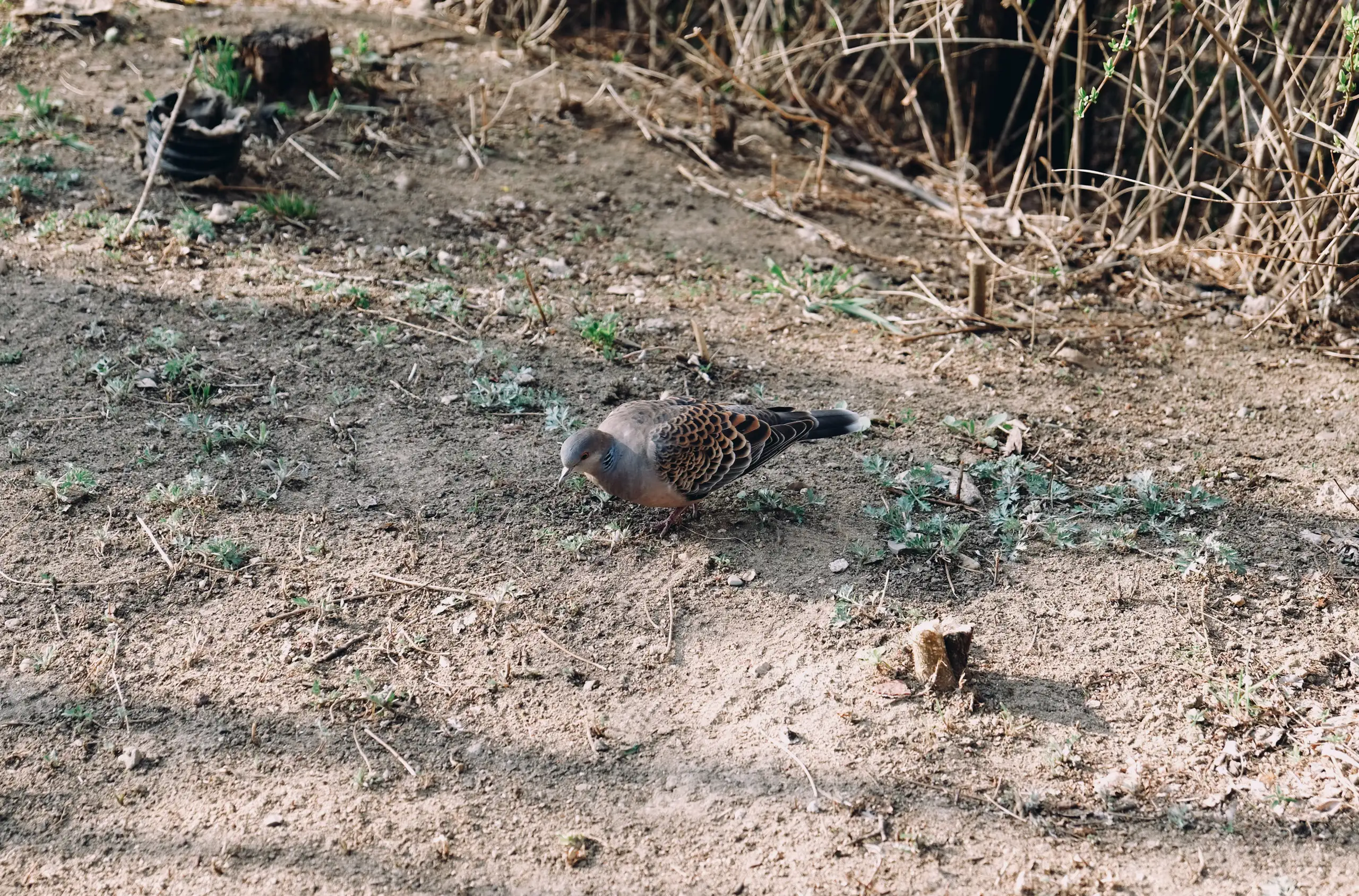 nonchalant pigeon