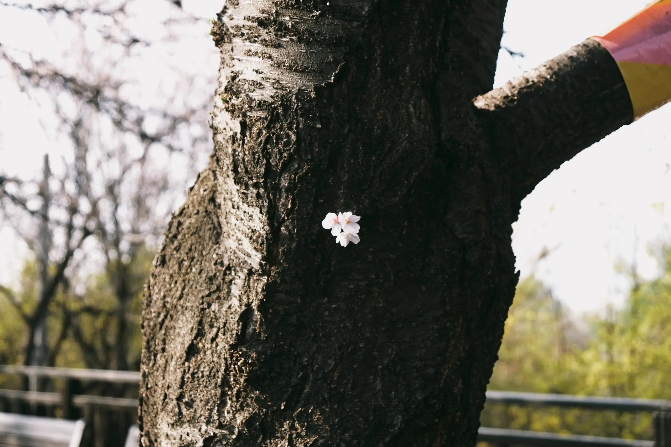 cherry blossom
