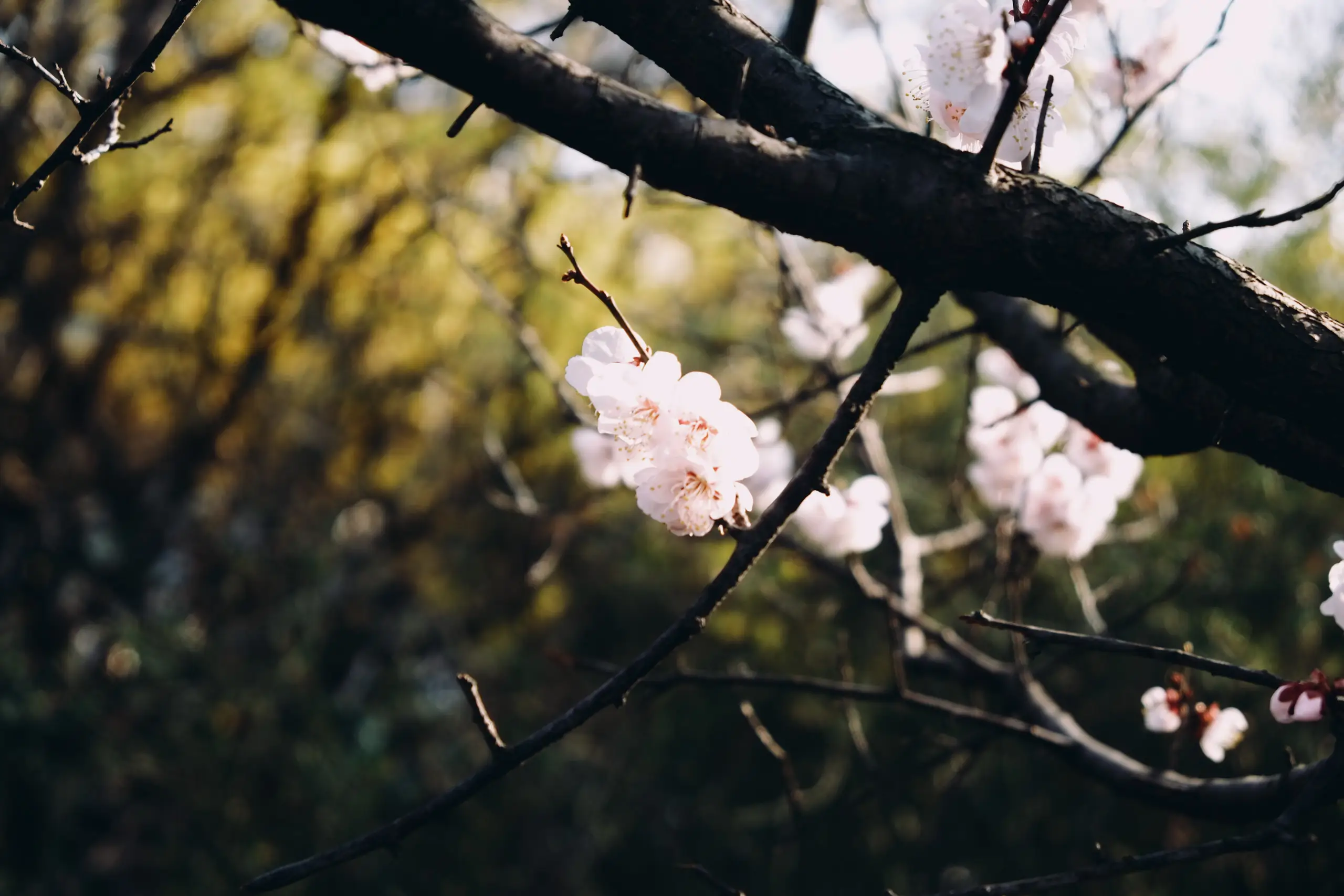 cherry blossom