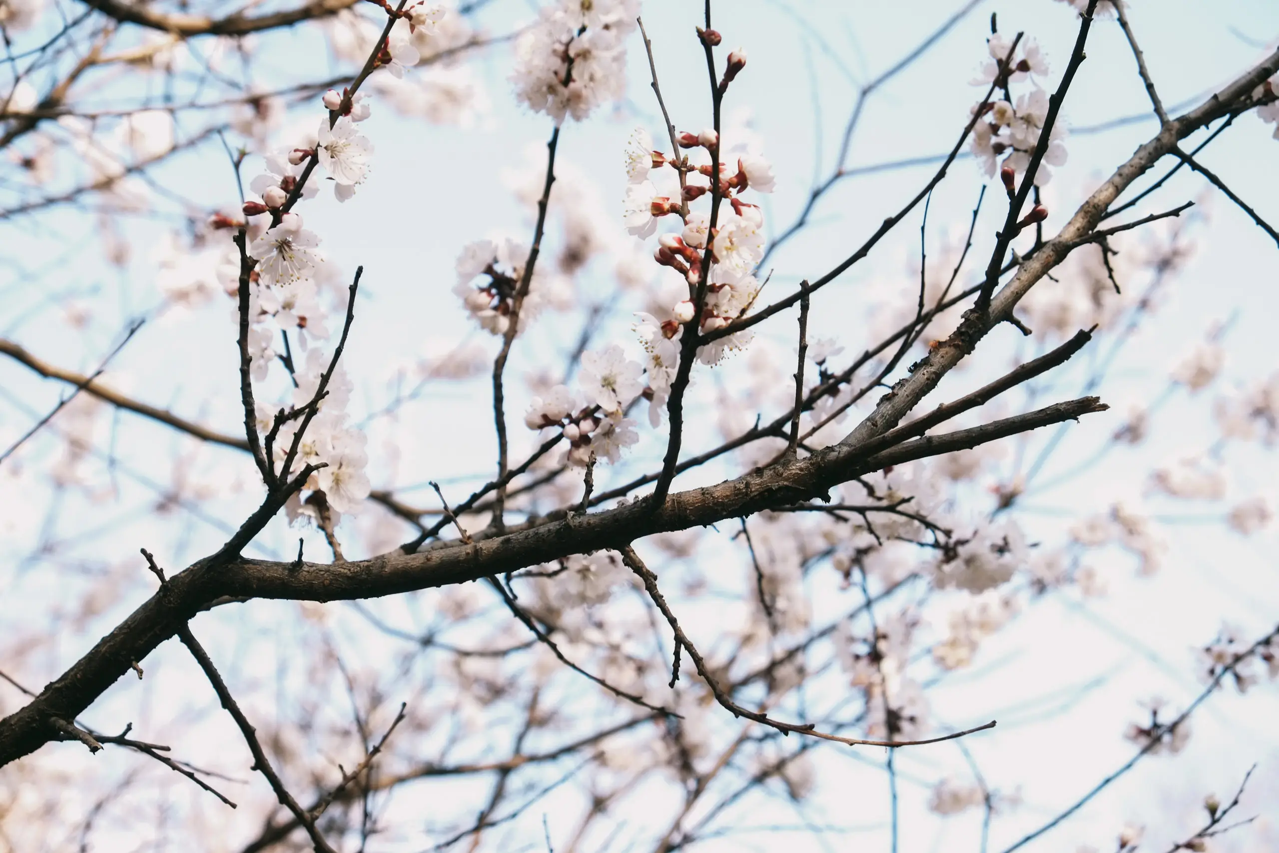 cherry blossom