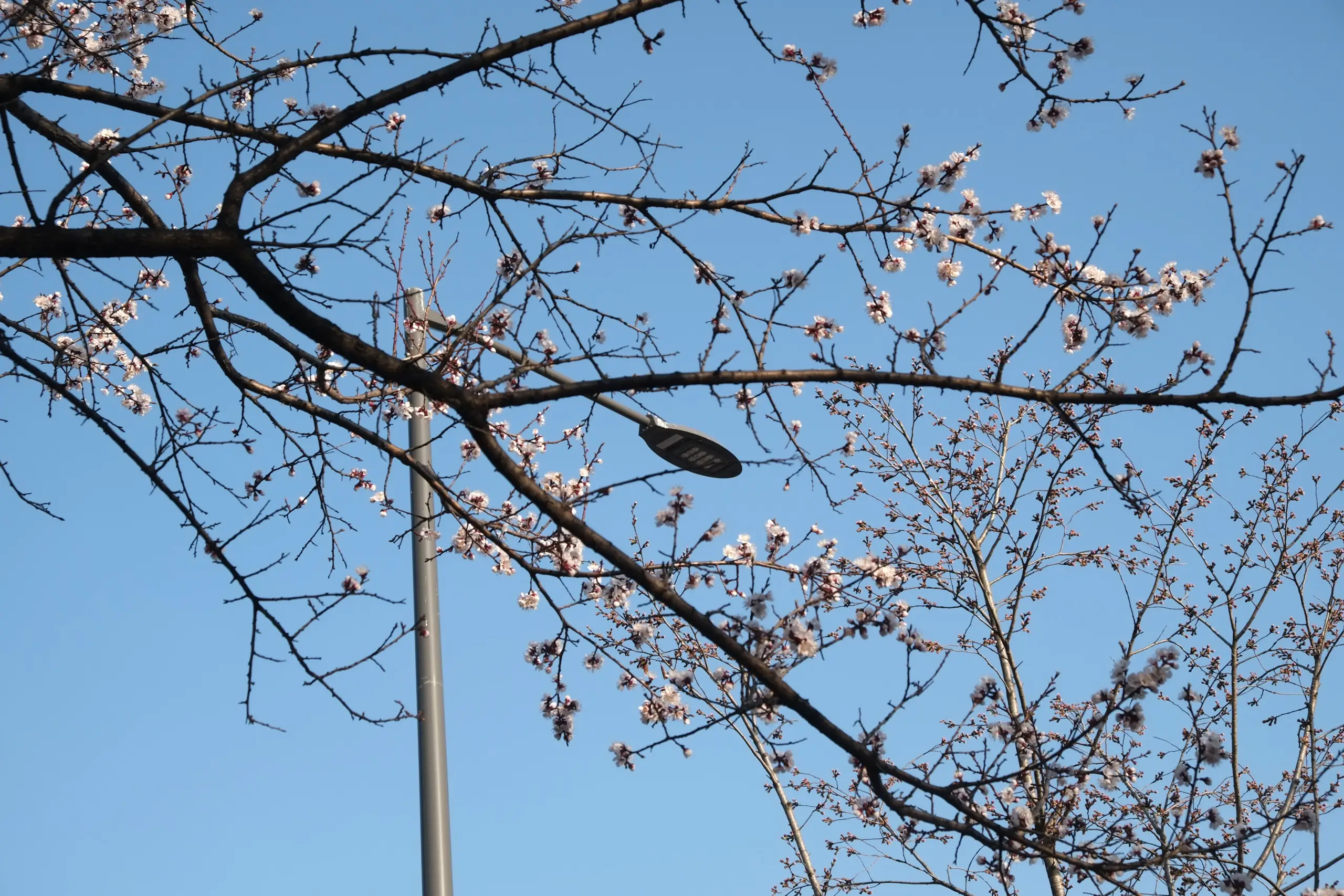 blossom and light