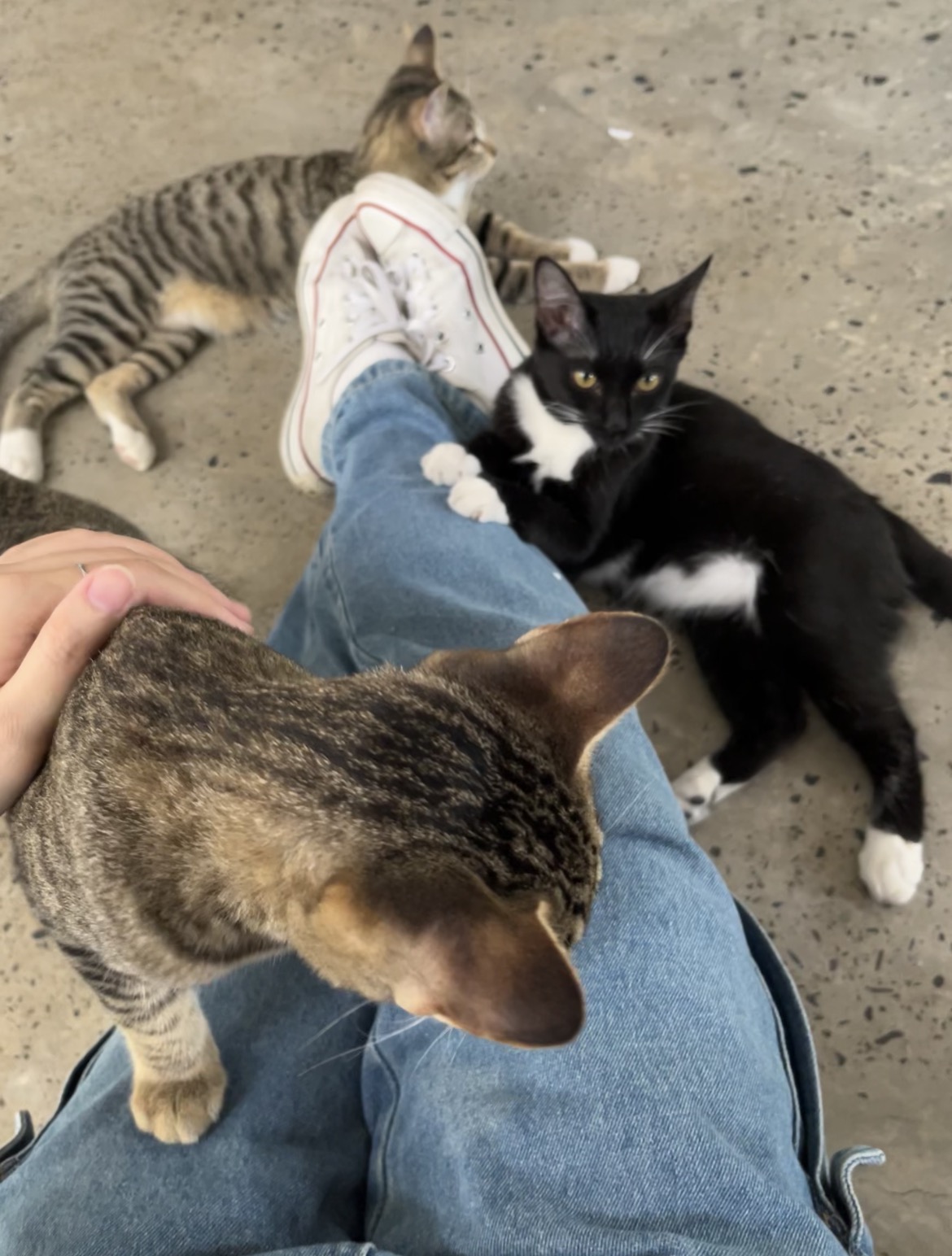 playing with cats